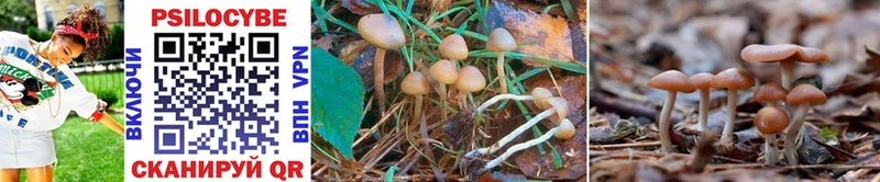 купить наркоту  Павлово  Псилоцибиновые грибы Psilocybine cubensis 
